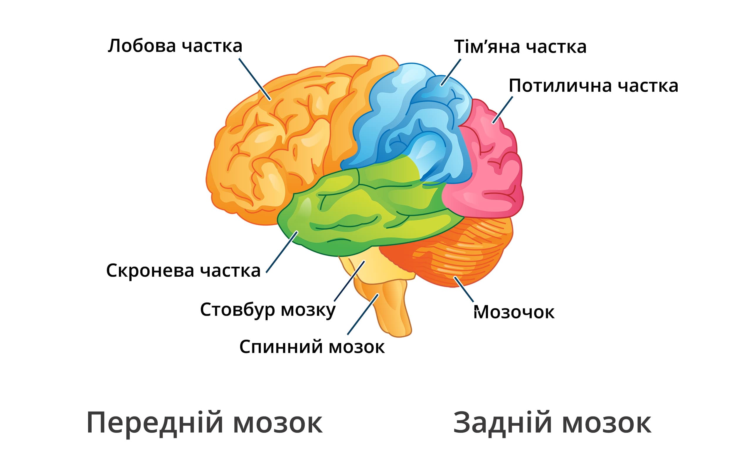 склад головного мозку