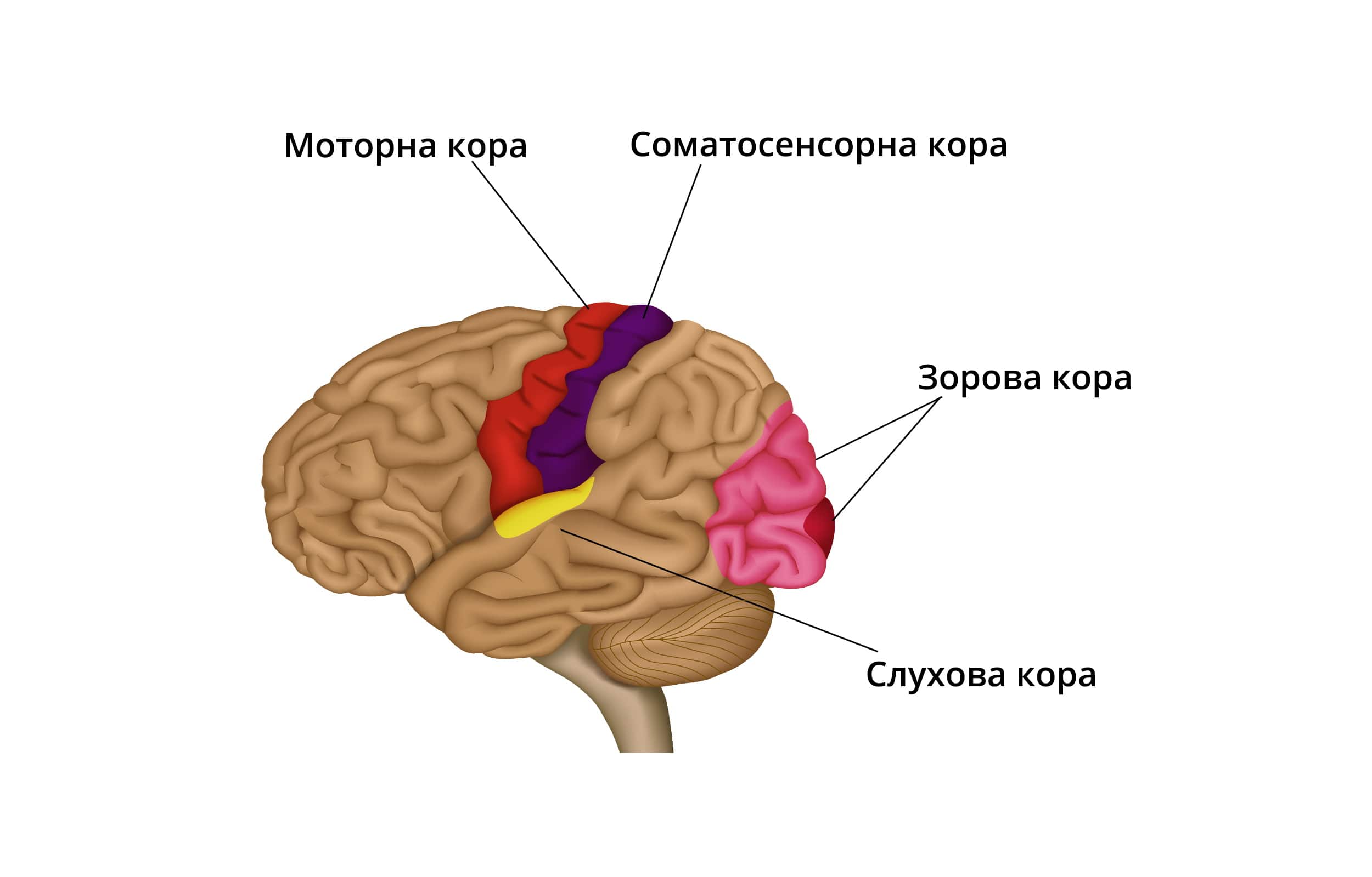 деякі частини кори мозку